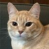 richmond_rabbit